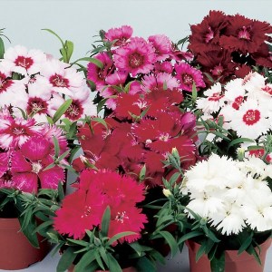Dianthus chinensis Diana Full Mixture
